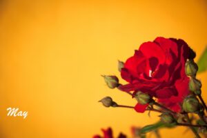 red rose