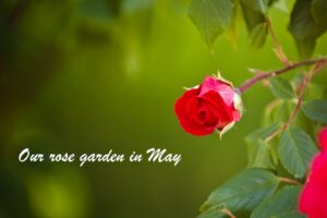 red rose