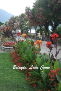 Belagio flowers