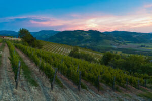 Wine in the sunset