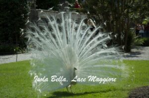 white Peacock